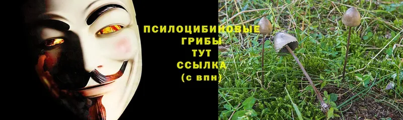 Галлюциногенные грибы Cubensis  Анадырь 